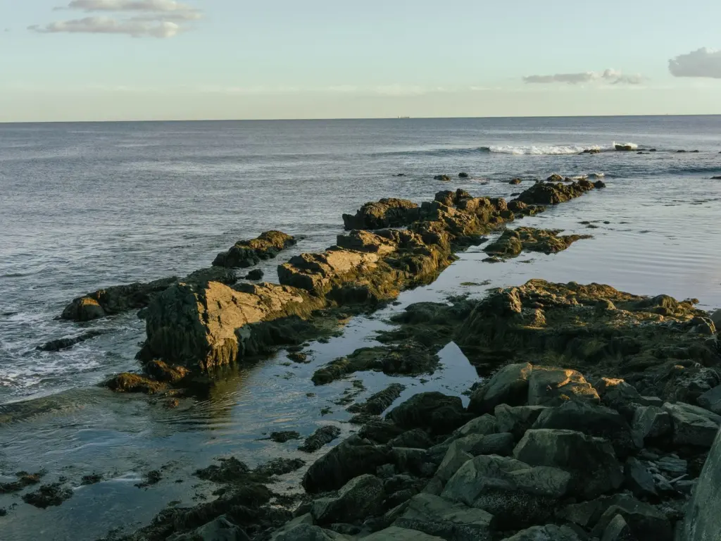 Maine Ecosystems and Native Species
