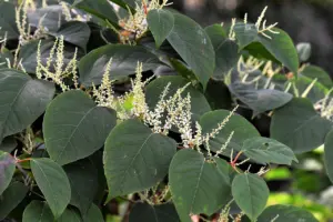 japanese knotweed in maine