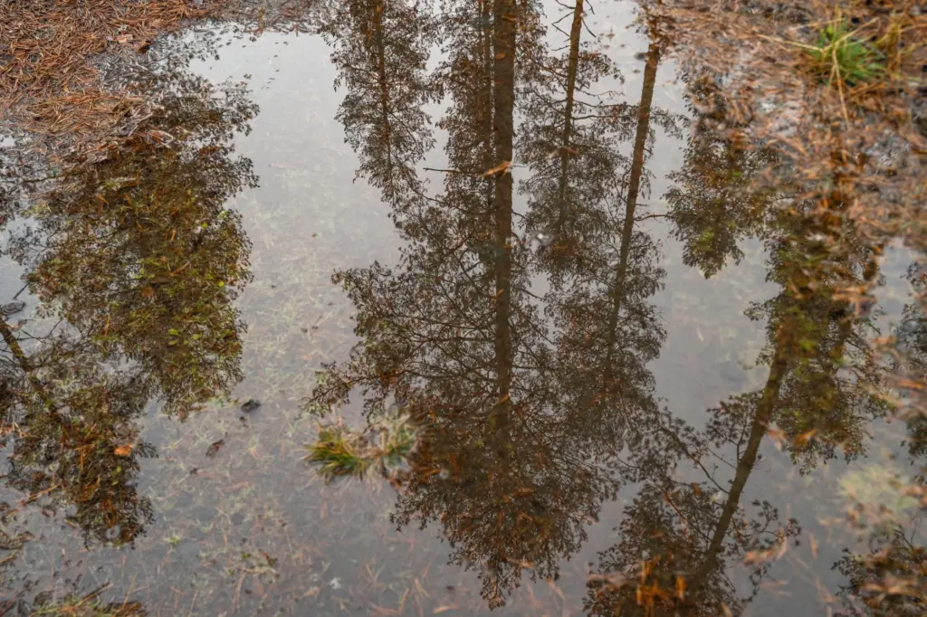 Mission vernal pool Explained
