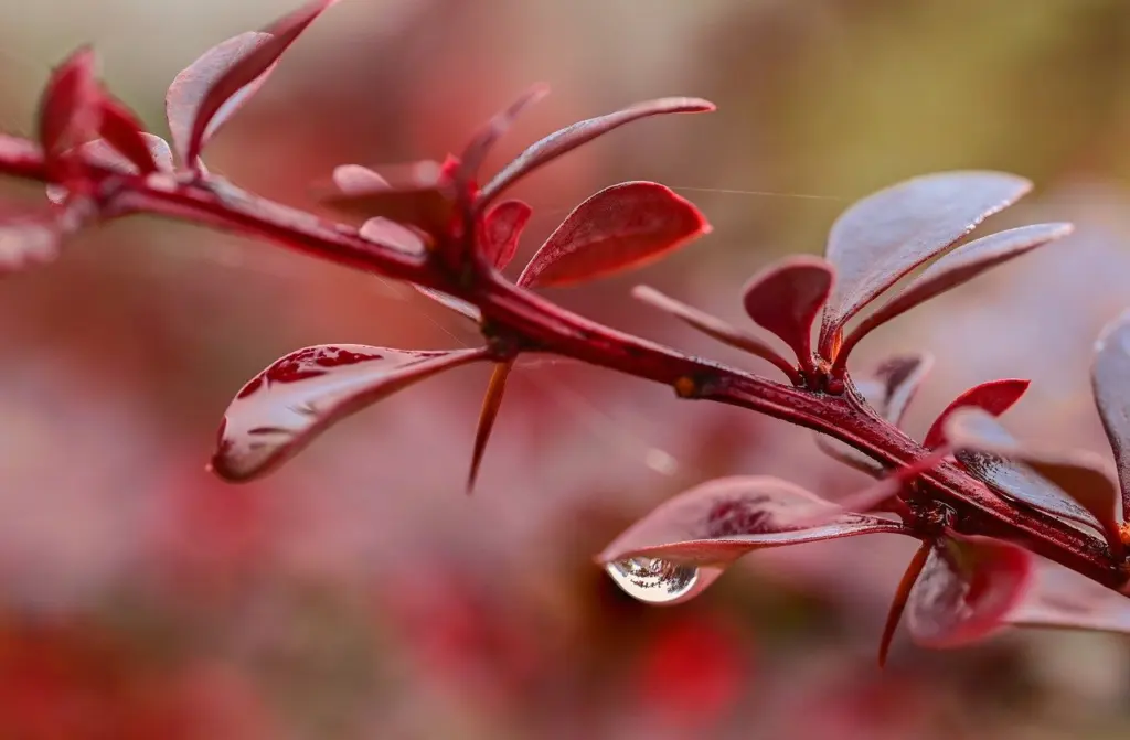 Japanese Barberry Identification and Monitoring