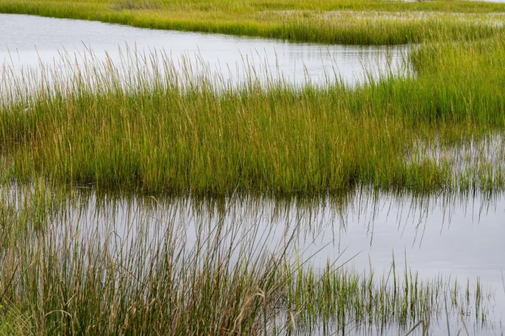 Maine Salt Marshes and Estuaries